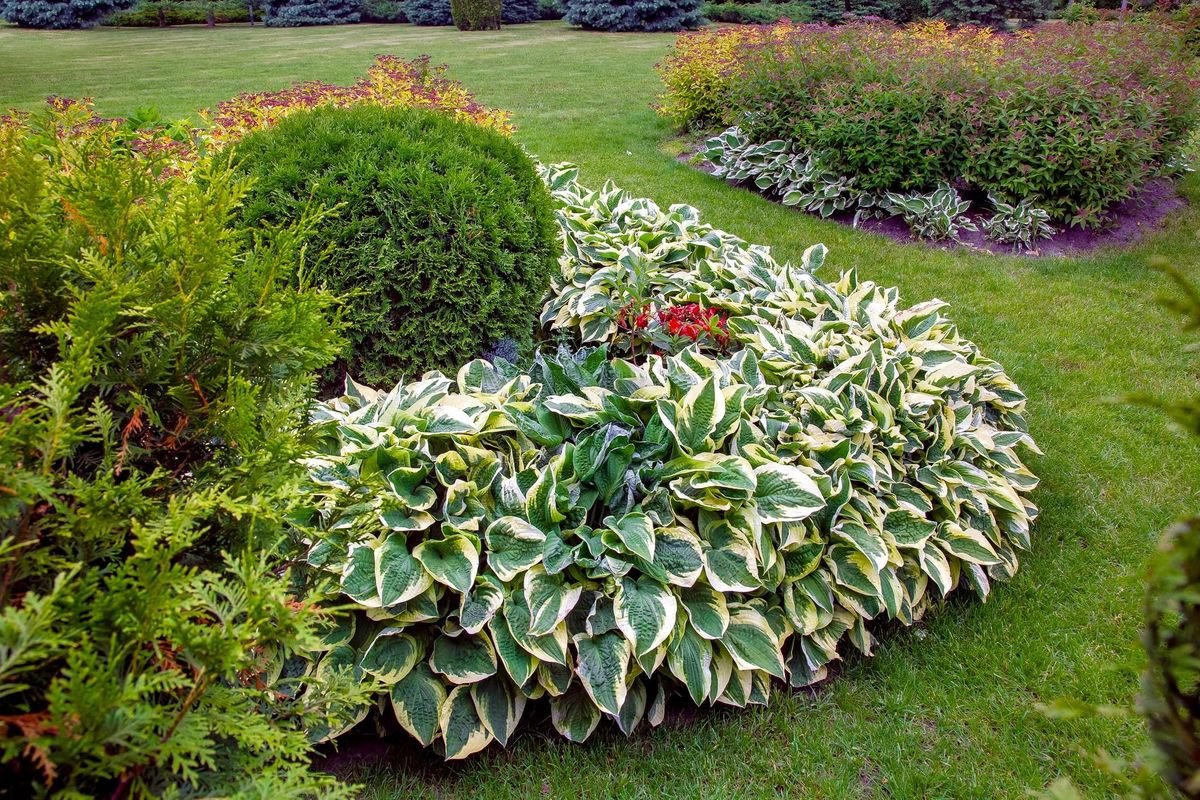 Hosta Landscaping | Landscape Services in Bloomington, IL